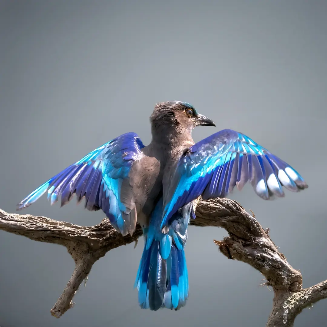 Steller’s Jay (Cyanocitta stelleri)