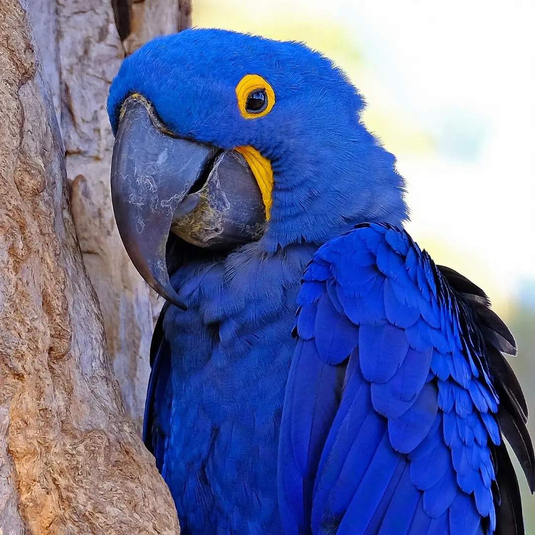 The hyacinth macaw (Anodorhynchus hyacinthinus)