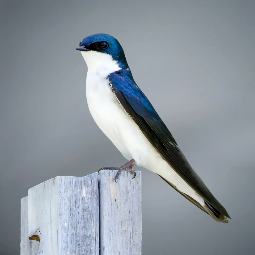 Tree Swallow (Tachycineta bicolor)