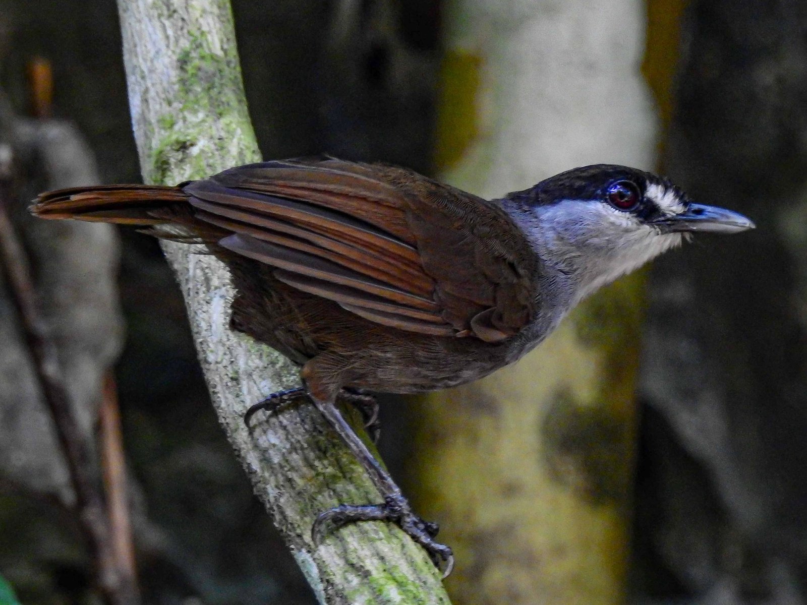 © Panji Gusti Akbar Macaulay Library ML 407088291 New bird species