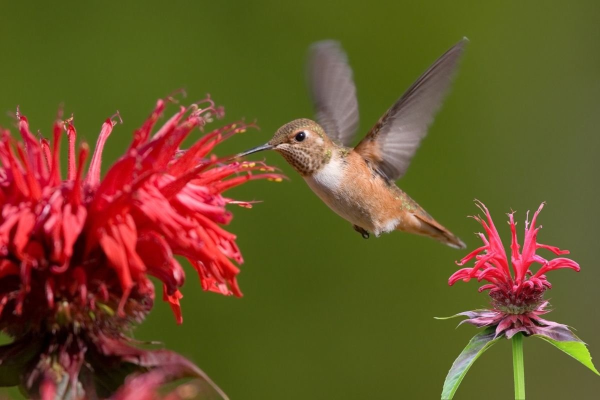 Vibrant pink and red bee balm flowers (Monarda) in full bloom, showcasing their distinctive shaggy, tubular petals that are perfect for attracting hummingbirds.