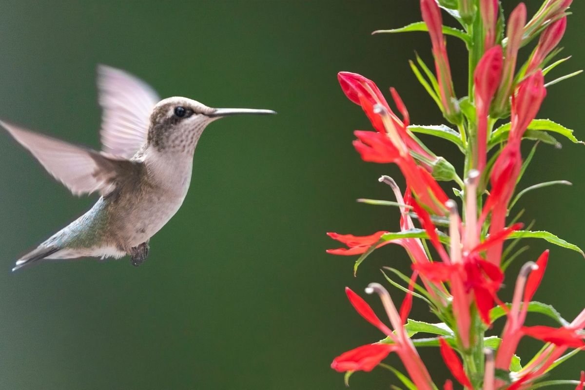 A brilliant, deep red cardinal flower (Lobelia cardinalis) spike, highlighting its slender, tubular blossoms which are a favorite nectar source for hummingbirds.