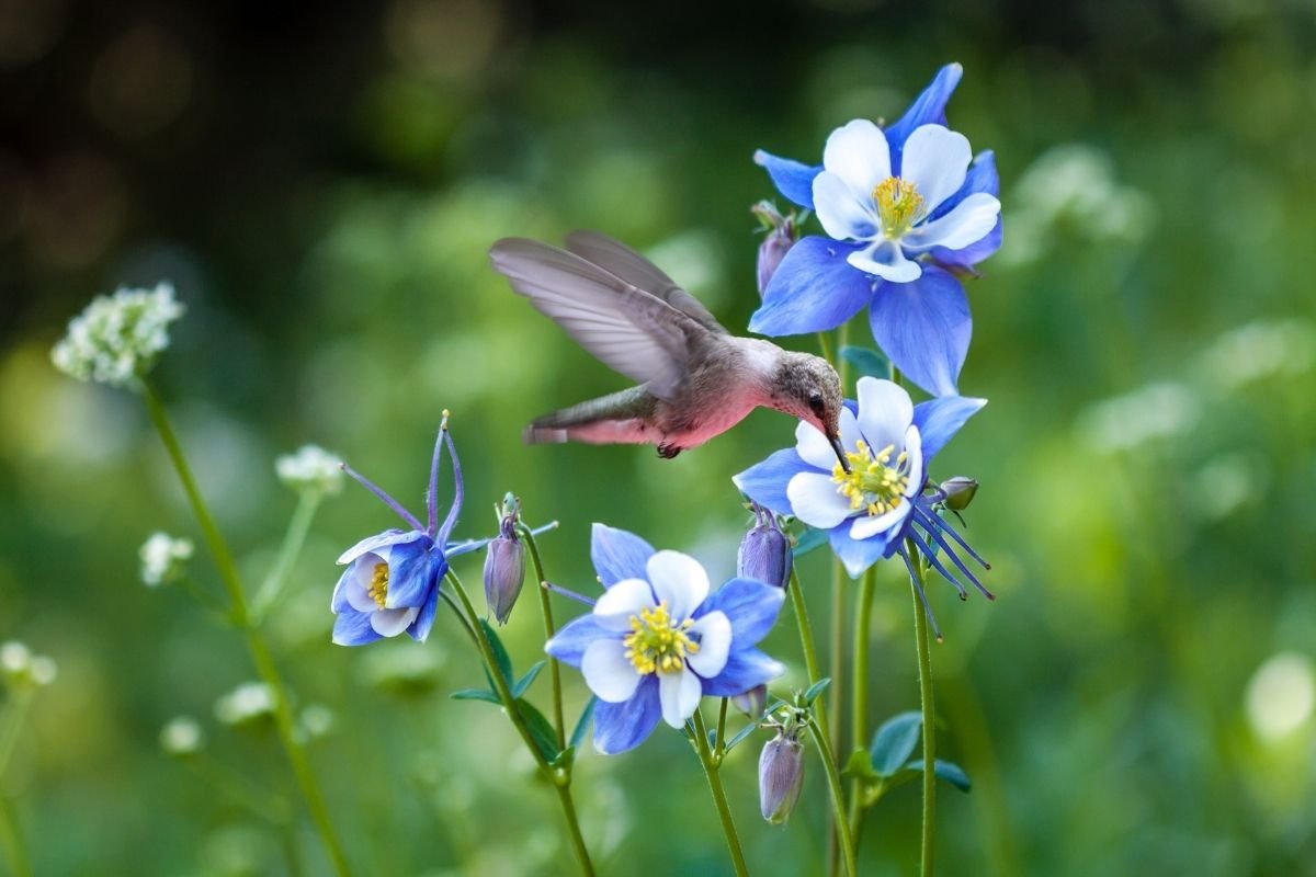 A delicate red and yellow wild columbine flower (Aquilegia) displaying its unique spurred petals, known for providing early spring nectar for hummingbirds.