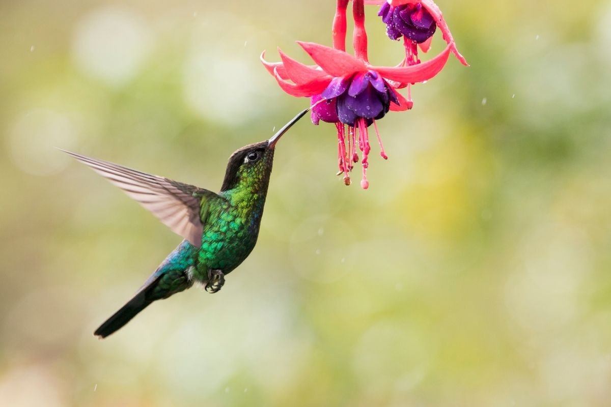 A beautiful, pendulous fuchsia flower with vibrant pink outer sepals and rich purple inner petals, perfectly shaped for hovering hummingbirds to access nectar.