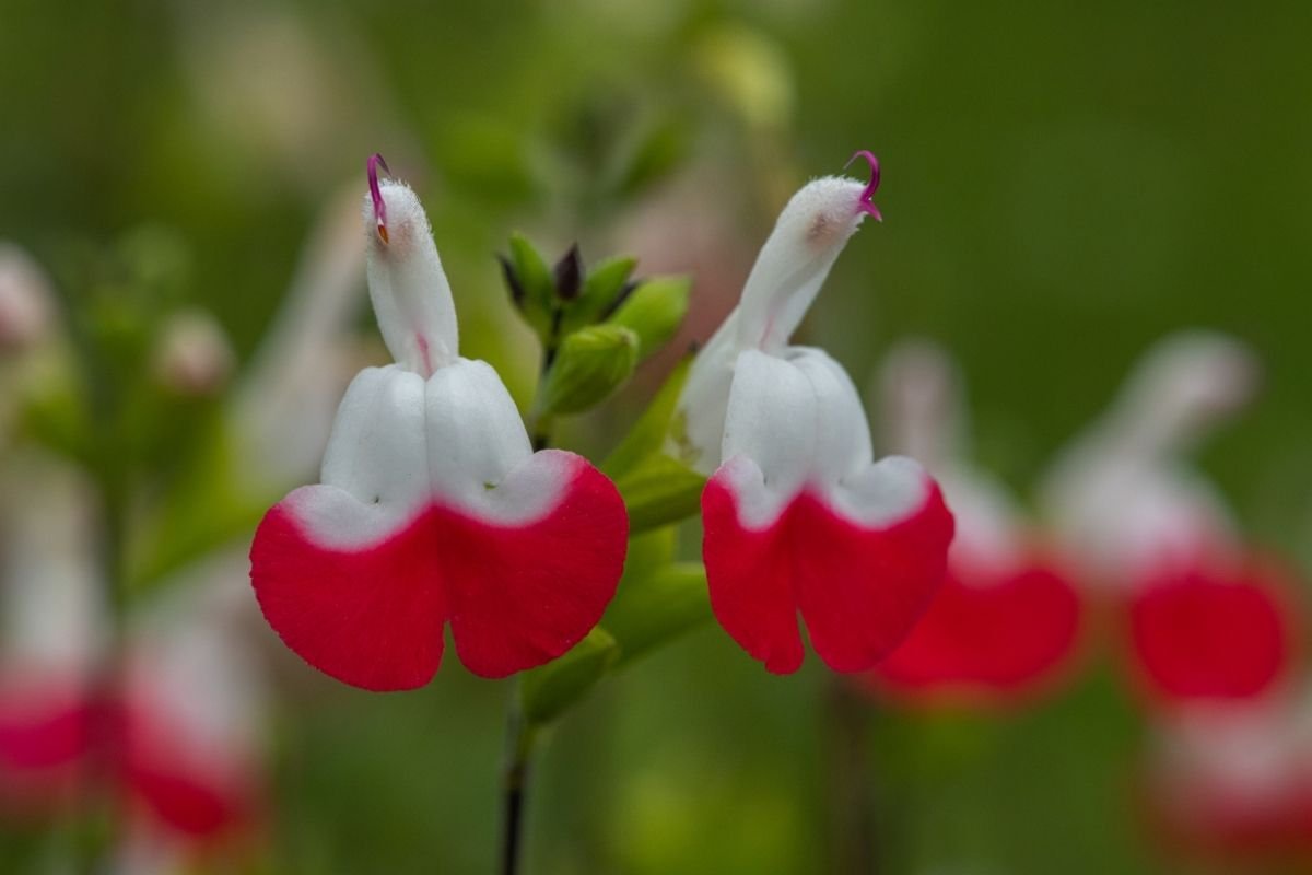 Close-up of vivid red salvia flowers, showing the small, tubular blossoms clustered on upright spikes that attract hummingbirds effectively.