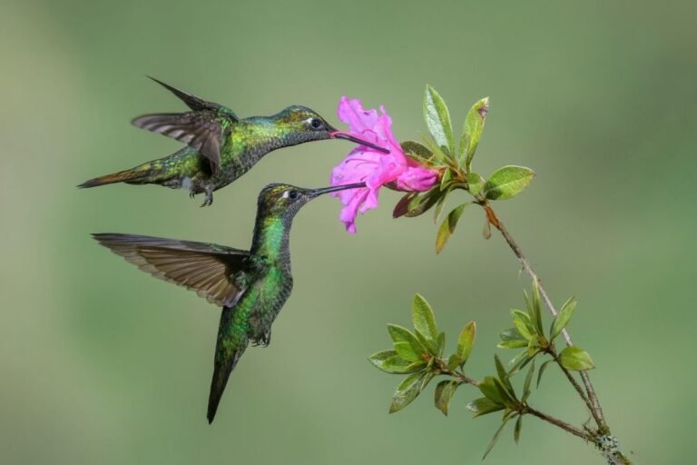 7 Must-Have Flowers to Create a Hummingbird Haven (Easy Guide!)