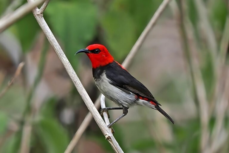 Three New Bird Species Discovered in Indonesia: Bioacoustic Breakthrough in Myzomela Taxonomy