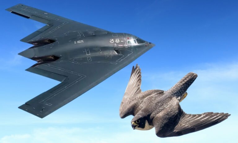 The B-2 Stealth Bomber and a Peregrine Falcon in flight, showing the comparison between the aircraft's shape and the bird's diving form.