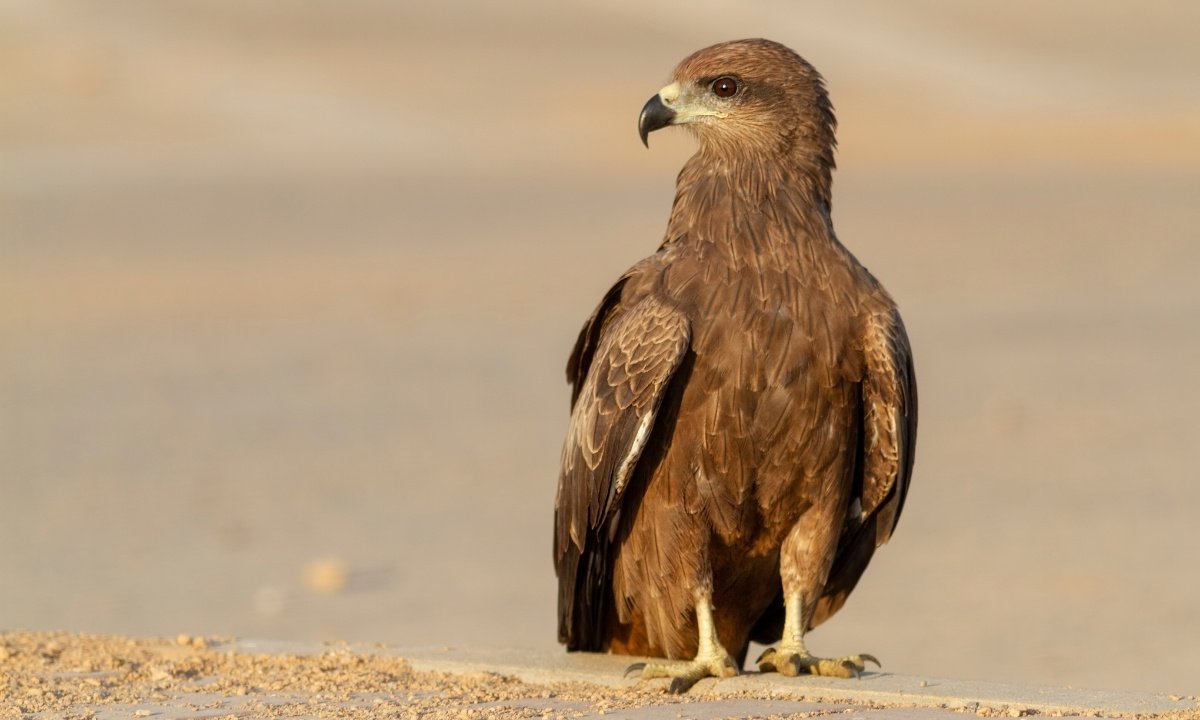 Black Kite flying low over dry grass near a bushfire, holding a smoking stick in its talons.