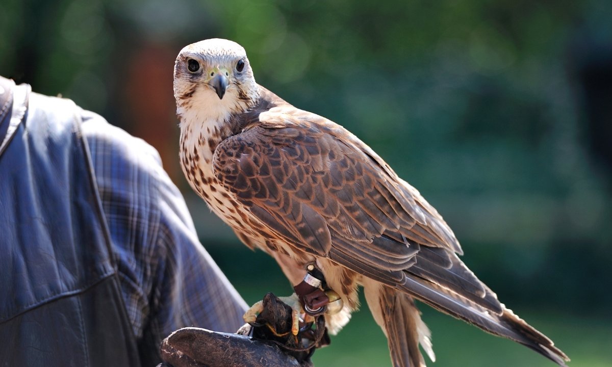 Brown Falcon perched on a burnt tree branch, watching the ground for prey escaping the fire