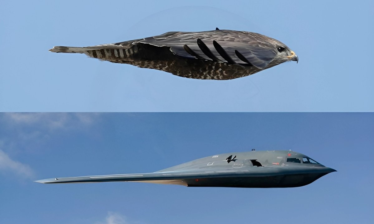 A side-by-side comparison showing the similar aerodynamic profiles of a Peregrine Falcon in flight (top) and the B-2 Stealth Bomber (bottom)