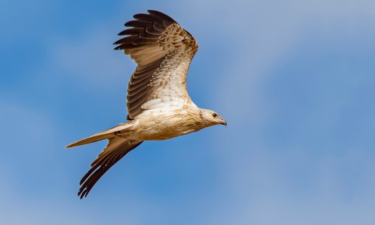 Whistling Kite soaring above scorched savanna, with flames and smoke rising in the background.