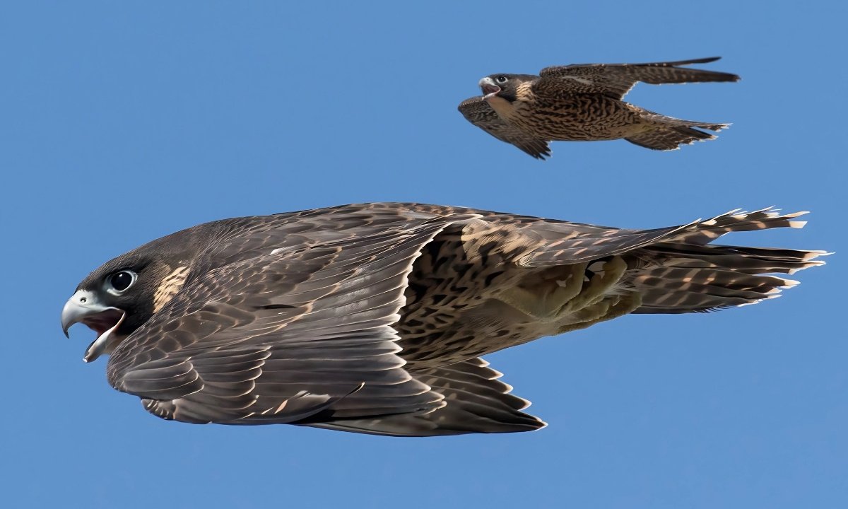 A close-up view of a Peregrine Falcon in flight, with a second falcon visible in the background against a blue sky.