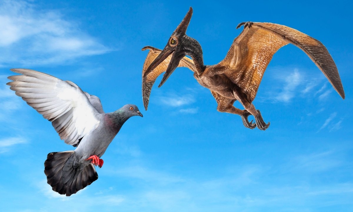 a pigeon and a pterosaur in flight 
