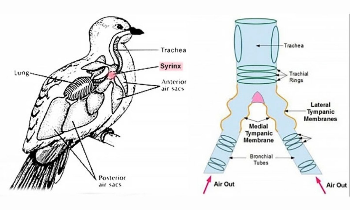 a sketch presenting the a bird syrinx