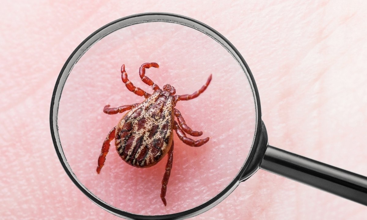 A deer tick close-up on the skin