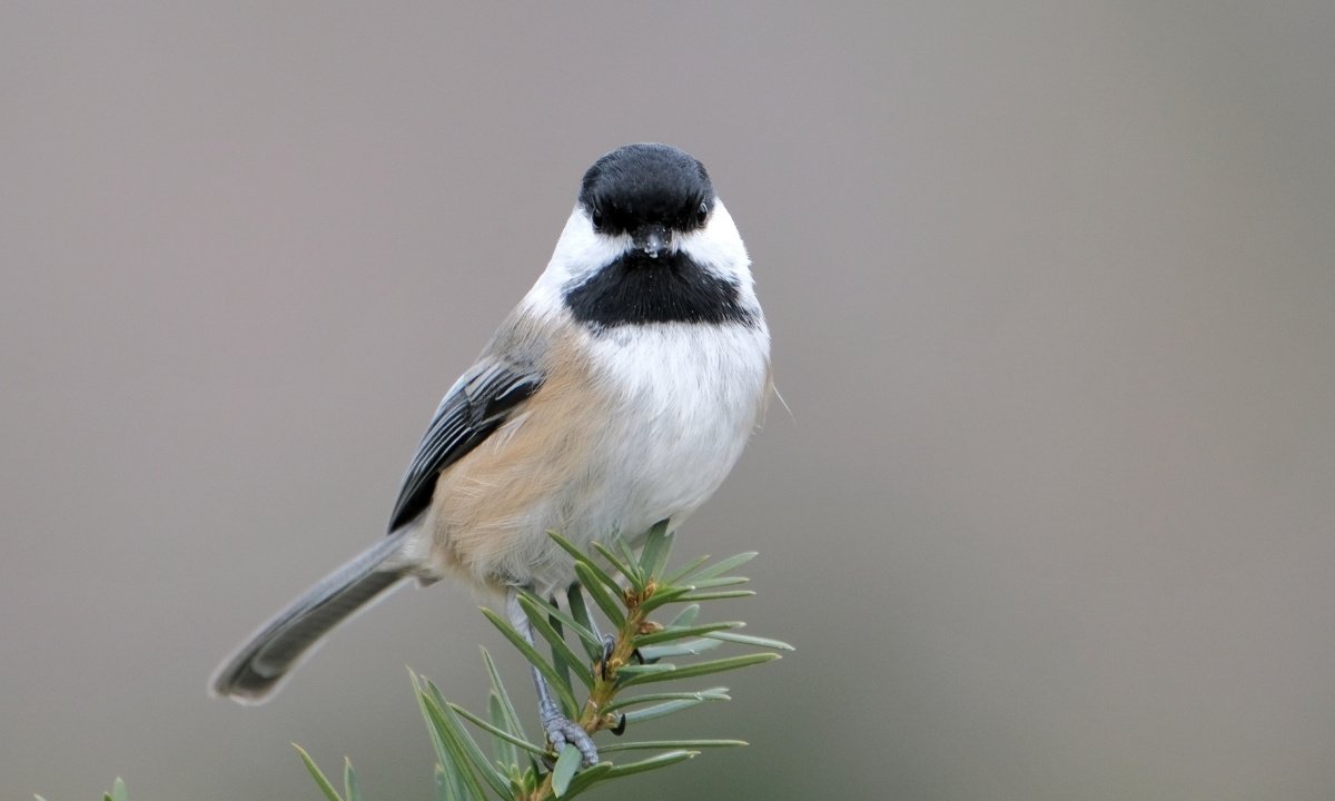 A small, fluffy gray and brown songbird with a dark bib and a light-colored bill sits on a mossy branch.