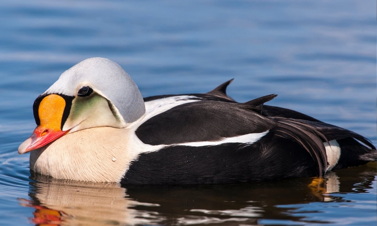 A male King Eider, a large sea duck with a black body, a white chest, and a bright orange-and-black bill shield on its head, floats on water.