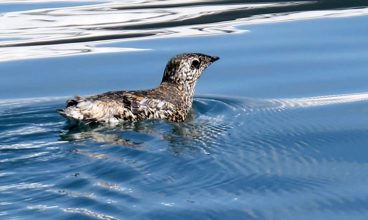 A small, mottled brown and white seabird with a short black beak stands on a rock.