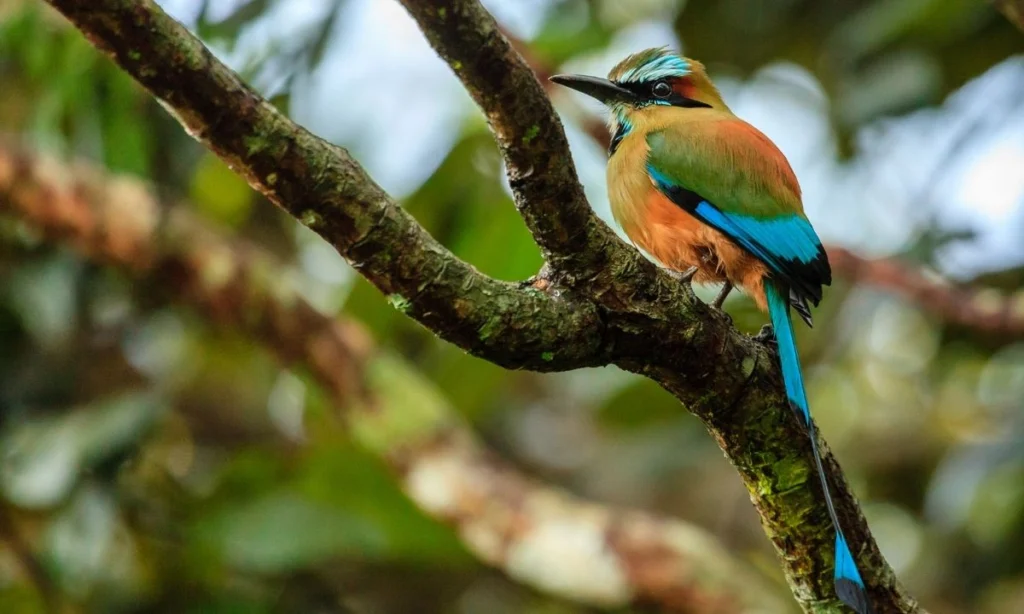 A full-length view of a Turquoise-browed Motmot perched on a tree branch. The bird showcases its rufous-orange chest, green back, and distinctive long, thin, blue tail that ends in two racket-like tips.
