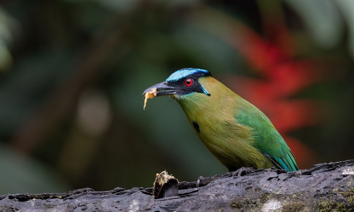 A Turquoise-browed Motmot is perched on a dark, weathered log, leaning forward with a small piece of light-colored food in its beak. Its colorful plumage and red eye are clearly visible against a dark, out-of-focus background with a splash of red