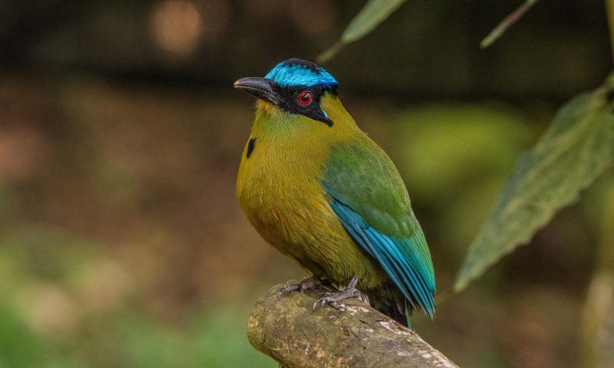 A Turquoise-browed Motmot perched on a thick branch, seen from the side. The bird has an olive-green body, a bright turquoise cap, a black mask around its red eye, and blue feathers on its wing. The background is softly blurred green foliage