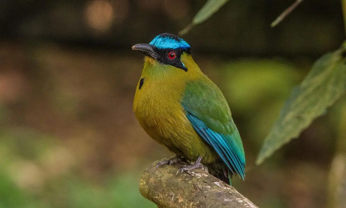 A Turquoise-browed Motmot perched on a thick branch, seen from the side. The bird has an olive-green body, a bright turquoise cap, a black mask around its red eye, and blue feathers on its wing. The background is softly blurred green foliage