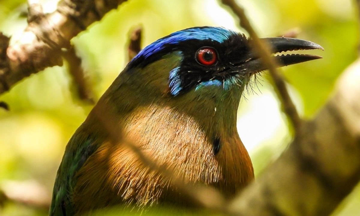 A tight close-up of a Turquoise-browed Motmot's head in profile, partially viewed through branches. The focus is on its bright red eye, slightly serrated black beak, and the iridescent blue feathers on its crown.