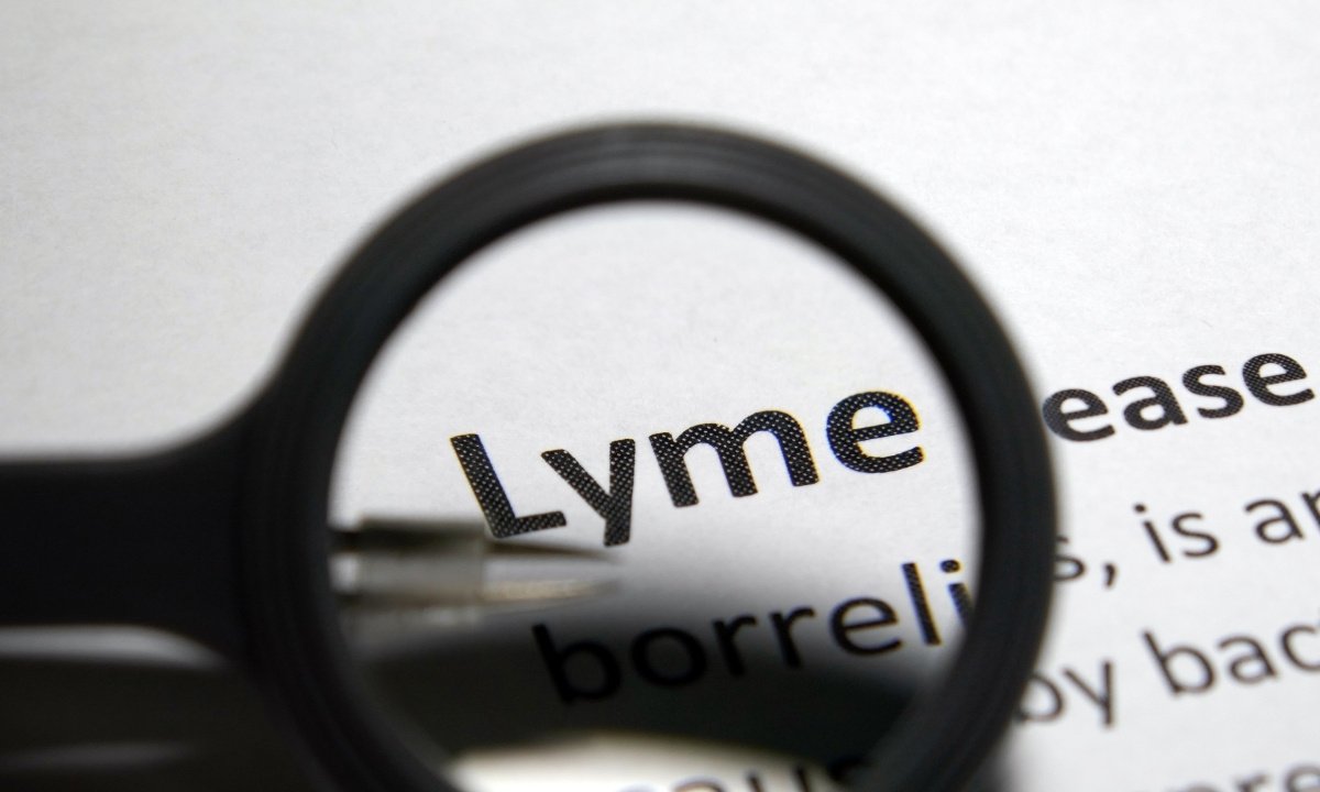 all about lyme