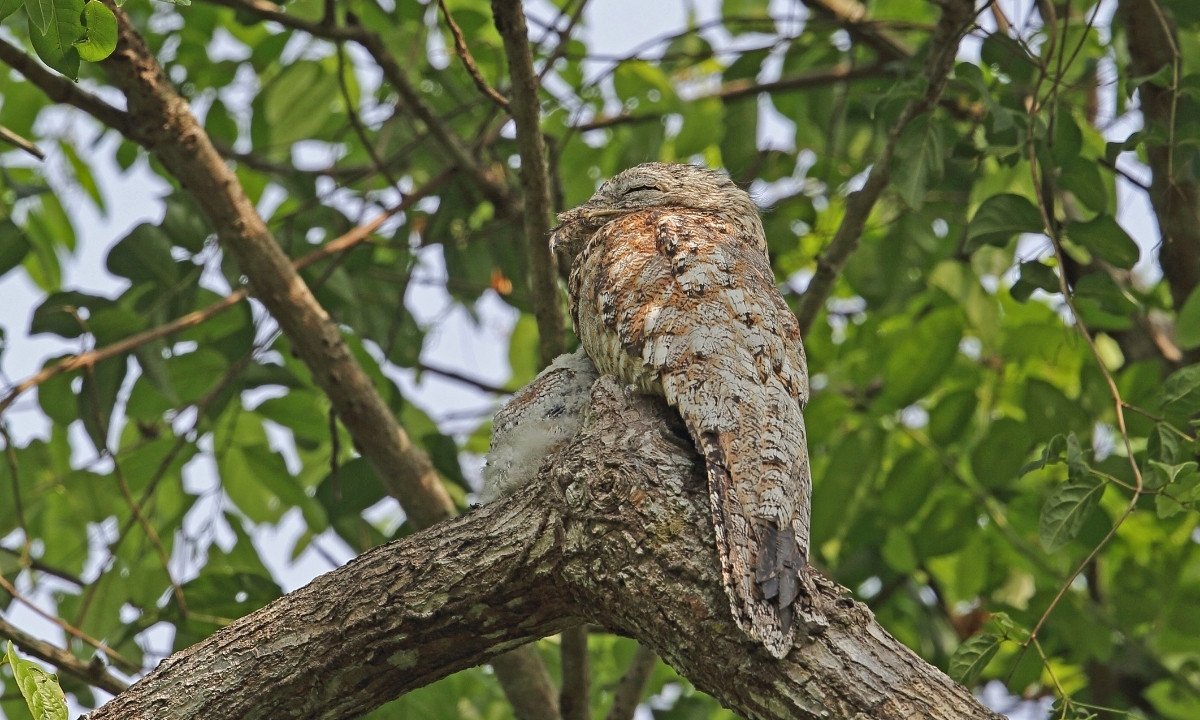 An adult Potoo bird demonstrating its incredible daytime camouflage, perched perfectly still on a branch with its fluffy chick.