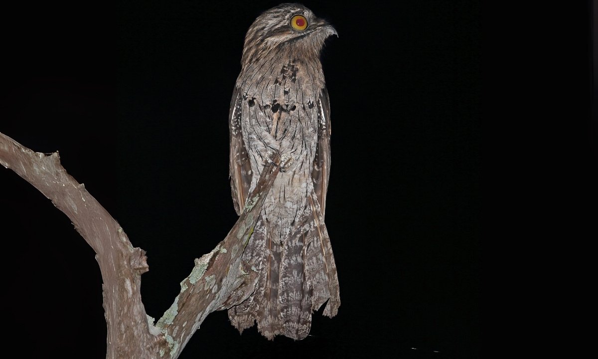 A nocturnal Potoo ghost bird perching on a lichen-covered branch, showing the intricate, bark-like patterns of its camouflage plumage.