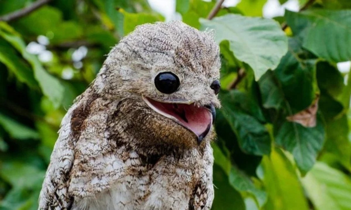 Close-up of a Common Potoo, or ghost bird, showing its characteristically wide mouth and large, dark eyes against a leafy green backdrop.