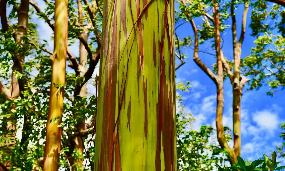 A close-up of a young rainbow eucalyptus trunk, predominantly light green with thin, peeling vertical stripes of reddish-brown bark, set against a backdrop of other trees and a blue sky with clouds.