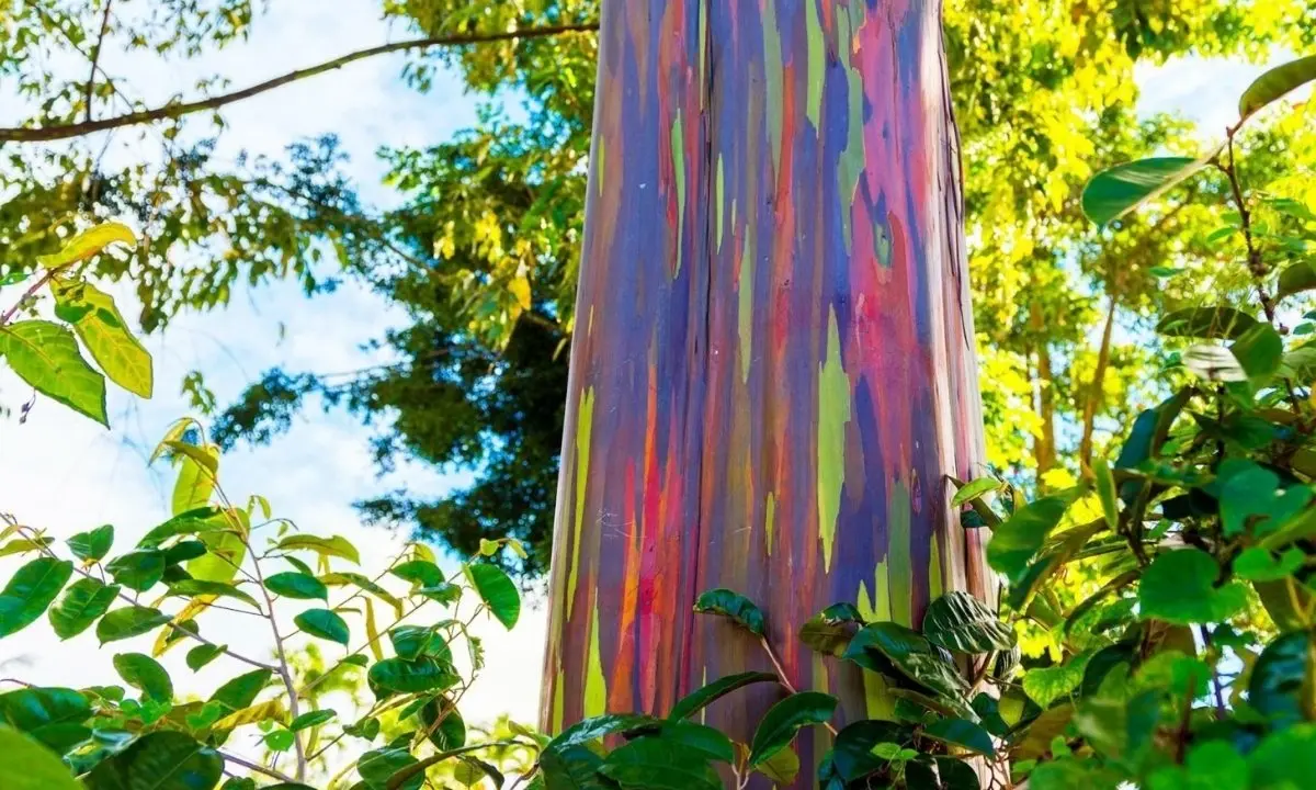  The straight, smooth trunk of a rainbow eucalyptus tree, covered in vertical stripes of purple, red, and green, framed by bright green leaves and a clear blue sky.