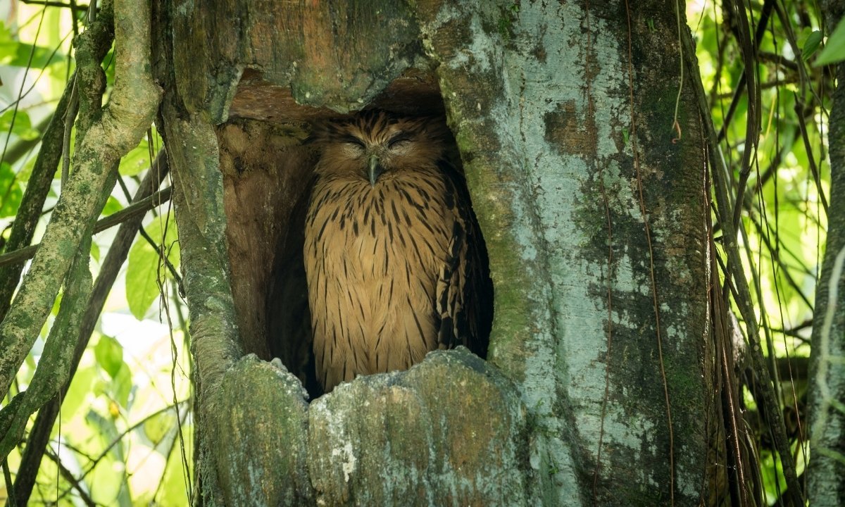 A fluffy, brown owl with black streaks is sleeping in a hollow tree trunk. Its eyes are closed, and it's surrounded by green foliage.