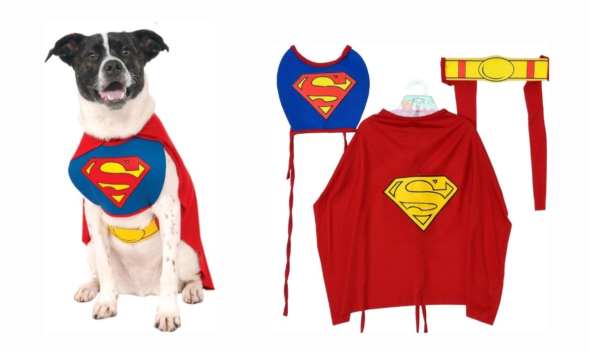 A happy dog wearing a hero's Superman Halloween costume, with the iconic 'S' logo on its chest and a flowing red cape.