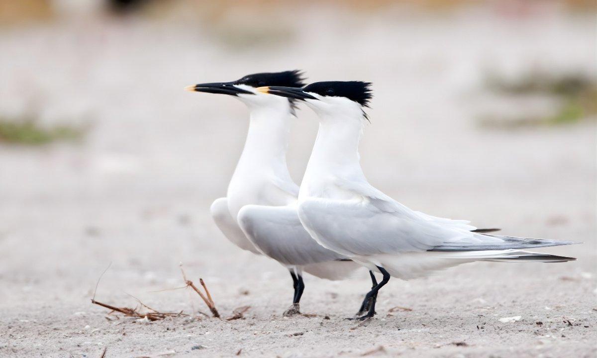 Two Sandwich Terns standing on sandy beach displaying their sleek white plumage, black crests, and black-and-yellow bills.