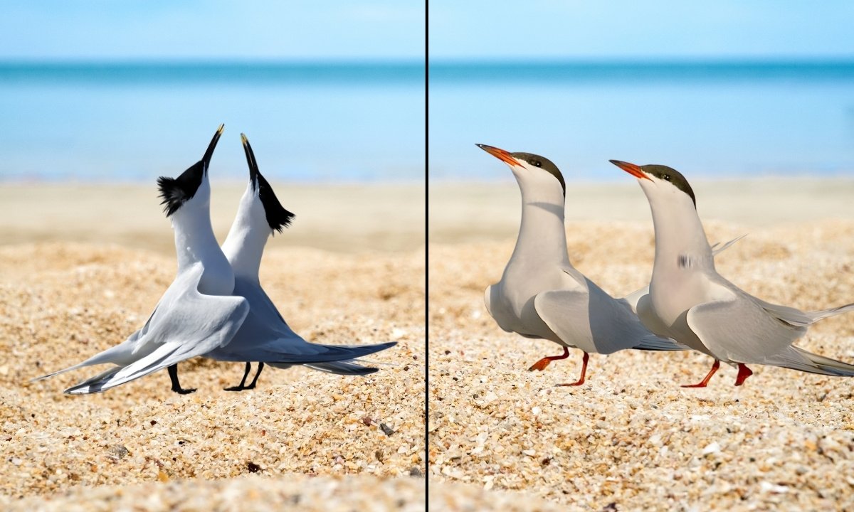 Side-by-side comparison of two Sandwich Terns (left) and two Common Terns (right) standing on a sandy beach by the sea. The Sandwich Terns show black crests and black bills with yellow tips, while the Common Terns have sleek heads with red bills and red legs