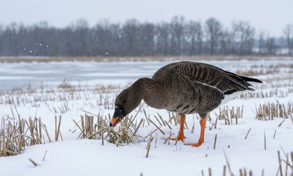 Rare Tundra Bean-Goose in flight showing distinct orange leg markings and bean-patterned bill, a rare vagrant sighting in the Pacific Northwest