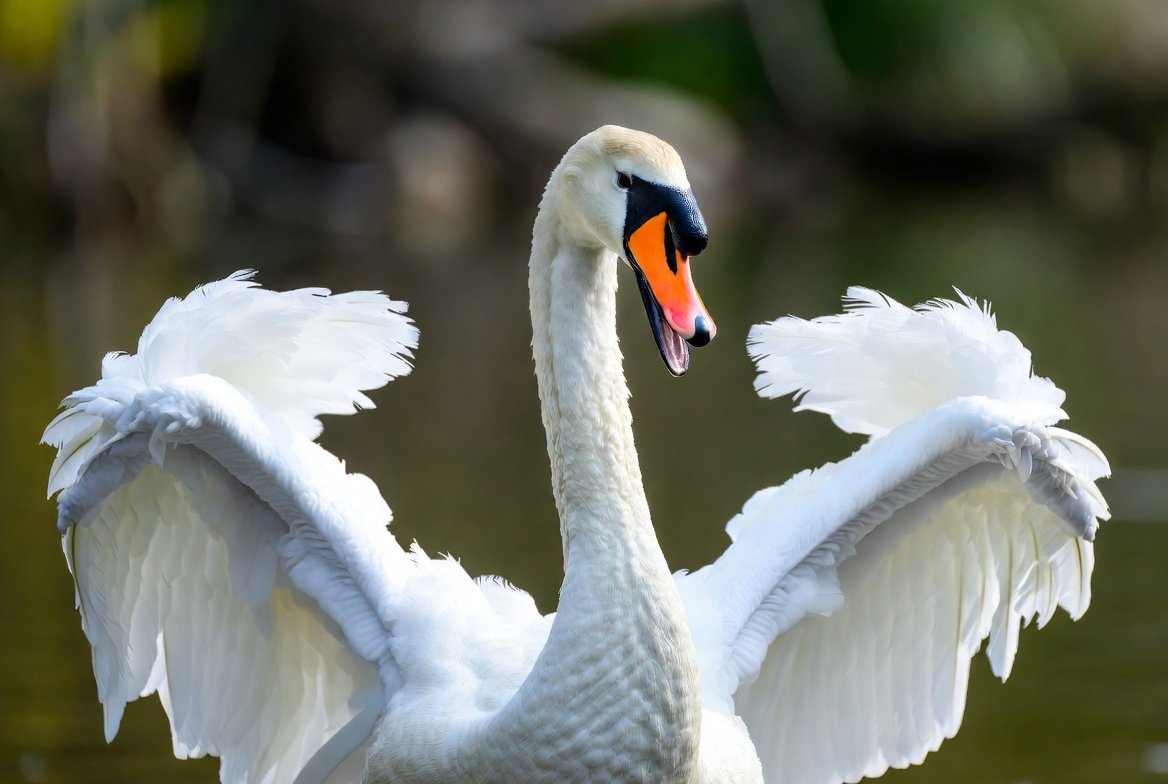Large mute swan spreading wings in defensive posture