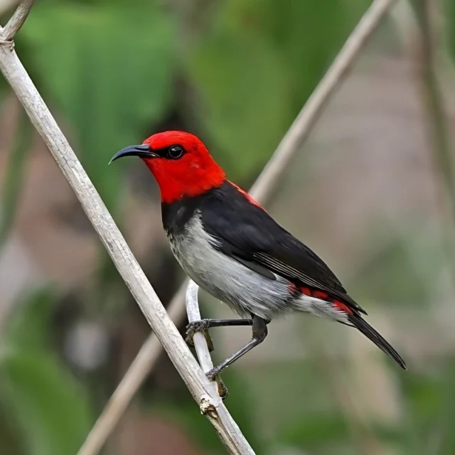 📣 Indonesia Just Gained 3 New Bird Species 🐦Say hello to the Babar Myzomela, one of three newly identified bird species in Indonesia’s remote islands! 🌴🦜 Found through their unique songs, this groundbreaking discovery was made using bioacoustic field research. Indonesia is already a birding paradise—and it just got even more exciting! 🧭🌏
Swipe to see photos, maps, and hear the birdsong 👇🎶#BirdDiscovery2025 #IndonesiaWildlife #BabarMyzomela #EcoTravelIndonesia #BirdSongsOfTheWorld #BioacousticResearch