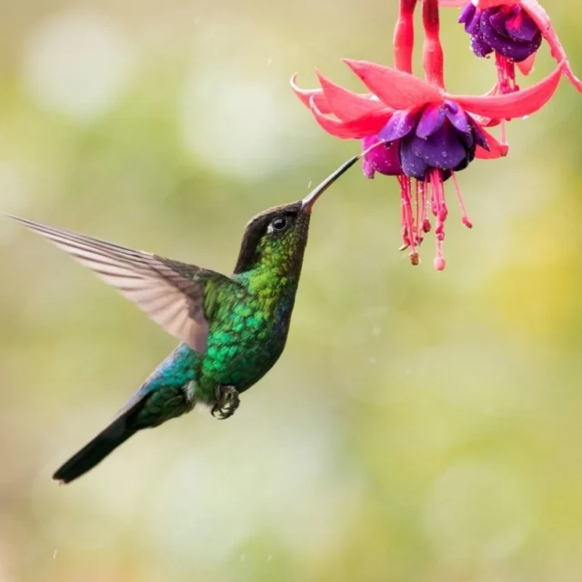 Create Your Own Hummingbird Haven! 🌸There’s nothing more magical than watching tiny, iridescent hummingbirds zip through your garden. We've created the ultimate guide on our blog to help you turn your own space into their favorite sanctuary. Using our new "Create Your Hummingbird Haven" illustration, we're sharing our top tips. Learn exactly which easy-to-grow flowers that hummingbirds love will bring these jewels to your yard. Ready to get planting? Find the full guide through the link in our bio!#HummingbirdHaven #GardenInspiration #CottagecoreGarden #BirdNerd #FlowersForHummingbirds #WatercolorArt